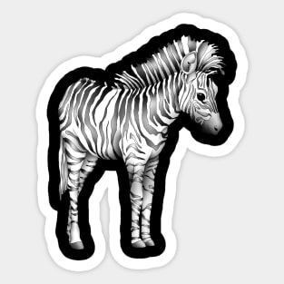 Cute Baby Zebra Sticker